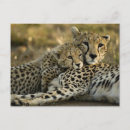 Search for acinonyx jubatus postcards Fast