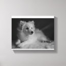 Search for spitz Black and white