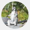 Search for lemur stickers Wildlife