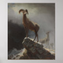 Search for ovis posters Nature