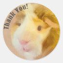 Search for white pig stickers Cavy