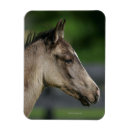 Search for quarter horses magnets Equestrian