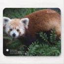 Search for asia mouse mats Wild