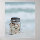 Search for florida seashells posters Sand