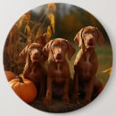 Search for vizslas badges Animal