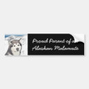 Search for sled bumper stickers Malamute