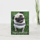 Search for pug birthday cards Happy