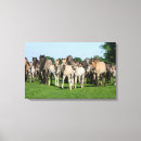 Search for ponies canvas prints Foal