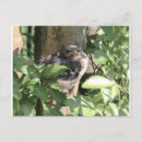 Search for mocked postcards Wildlife