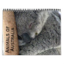 Search for koala photography Animals