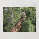 Search for giraffe looking postcards Animal