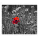 Search for white poppy posters Poppies