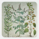 Search for varieties stickers Fruit