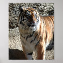 Search for animals in captivity posters Zoo