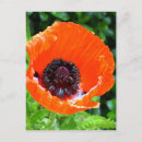 Search for oriental poppies postcards Red
