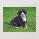 Search for mountain dog postcards Puppy