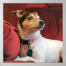 Search for cute jack russell posters Canine