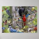 Search for backyard birds posters Cardinal