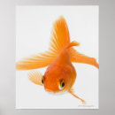 Search for fantail posters Full length