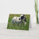 Search for ram cards Lamb