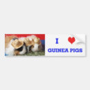 Search for pig bumper stickers Cute