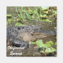 Search for gators magnets Nature