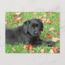 Search for black lab postcards Puppy