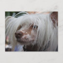 Search for chinese crested powderpuff Hairless