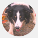 Search for herding dog stickers Border collie