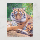 Search for big cat predators postcards Wildlife