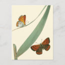 Search for butterflies fluttering postcards Flower