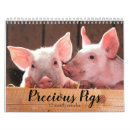 Search for farm animal calendars Pigs