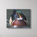 Search for drake canvas prints Waterfowl
