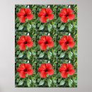 Search for hibiscus flower posters Red