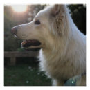Search for white german shepherd posters Dog