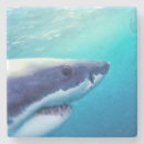 Search for great white coasters Fish