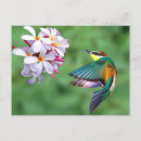 Search for eater postcards Wildlife