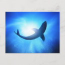 Search for shark attack postcards Animal