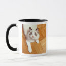 Search for ragdoll cat mugs Blue eyes