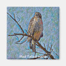 Search for red tail magnets Red tailed hawk