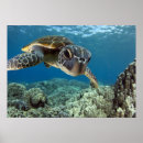 Search for turtle posters Coastal