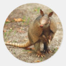 Search for armadillo stickers Wildlife