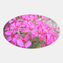 Search for phlox Flowers
