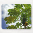 Search for french polynesia mouse mats Cloud