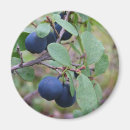 Search for blueberry photography Nature