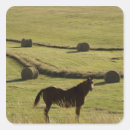 Search for bales stickers Field