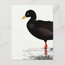 Search for coot Cute