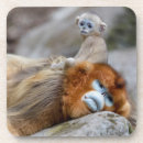 Search for baby monkey coasters Primate