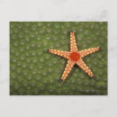 Search for individual postcards Animal