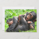 Search for chimpanzee postcards Playing